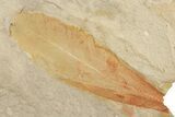 Fossil Seed Fern (Glossopteris) Plate - Australia #321021-1